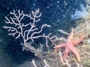 Denizaltı mezarlığı ne gösteriyor?