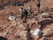 Dünyanın gördüğü en büyük dinozor mu?