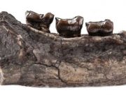 İnsanımsı dişleriyle bağlantılı genler doğal seçilimi gösteriyor