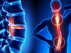 Omurga diskimiz solucan kasından evrimleşmiş