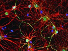 Sinir hücrelerinden protein tabanlı “akıllı” malzeme