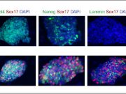 Kök hücreden yumurta ve sperm üretildi