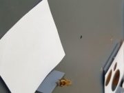 Arılar “sıfır” kavramını anlayabiliyor!