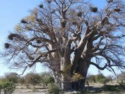 Afrika’daki baobab ağaçları ölüyor ve hiçbirimiz nedenini bilmiyoruz