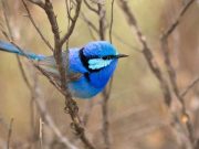 Farklı kuş türleri birbirlerini tanıyıp, iş birliği yapabiliyorlar!