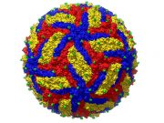 Zika virüsünü anlamaya çok yakınız