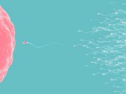Sperm hücrelerinin yumurta hücrelerine çekilmesini sağlayan mekanizma keşfedildi