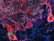 ‘Kaçakçı’ protein üzerinde yapılan çalışma, otizm ve bilişsel bozukluklara ışık tutuyor