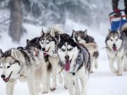 Kurban ritüeli, köpeğin evcilleştirilmesini biçimlendirmiş olabilir