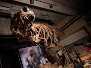 Bilinen en büyük ve en yaşlı T. Rex keşfedildi!