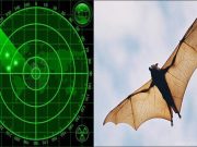 Yarasalar ve mükemmel radar sistemleri