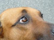 Köpeklerin gözleri insanlara çekici gelmek için evrimleşmiş