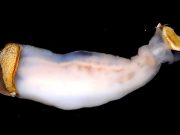 Taş yiyip kum çıkaran solucan keşfedildi