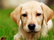 İnsan davranışları, köpek beyinlerinde değişime neden olmuş