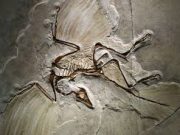 Archaeopteryx hem dinozor hem kuş özelliklerine sahip bir geçiş formudur