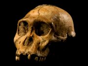 Australopitekus’lar kaç türle temsil ediliyordu, biyolojik çeşitlilikleri nasıldı?