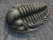 480 milyon yaşındaki trilobit fosilleri bulundu