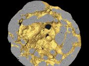 Çin’de bulunan Caveasphaera fosili, hayvanların evrimine ışık tutuyor