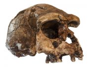 Yeni çalışmaya göre Homo erectus, yaklaşık 117 bin yıl önce yok olmuş