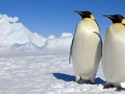Penguenler, tahmin edilenden daha önce evrimleşmiş olabilir