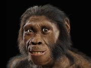 ‘Australopithecus sediba’ Homo cinsinin atası mıydı?