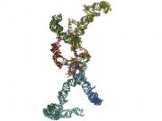 “Genomun karanlık maddesi” olarak nitelendirilen RNA molekülünün üç boyutlu görüntüsü elde edildi