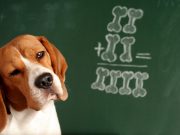 80 milyon yıldır köpekler ile ortak bir özelliğe sahibiz