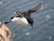 Penguenler neden uçamıyor?