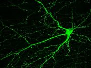 Parkinson hastalığının tedavisinde yeni bir adım