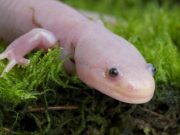 Okyanustan karaya: Kalça yapımızın balıksı orijini