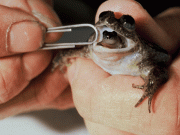 Nesli tükenen kurbağa, hayata döndürüldü