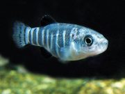 Sazancık balıklarının evrimini adım adım gözlemledi