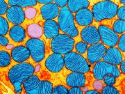 Mitokondriyal DNA’da ilk kez hassas gen düzenlemeleri yapıldı
