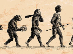 Olgu ve kuram olarak evrim