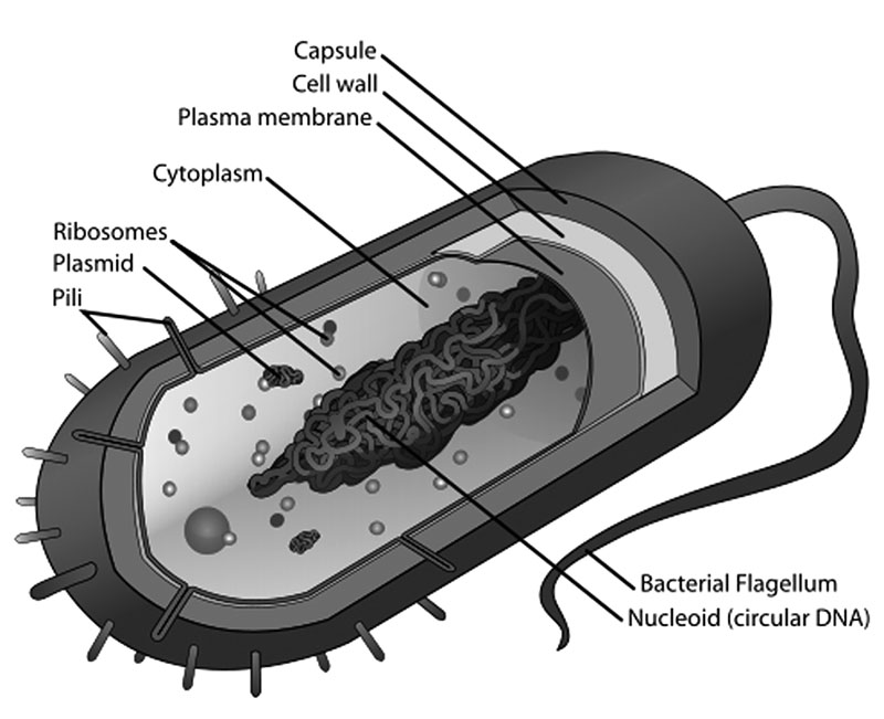 Пару бактерий. Строение бактериальной клетки 7 класс. Внешнее строение бактериальной клетки. Строение бактериальной клетки черно белая. Строение бактерии ЕГЭ по биологии.