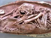 Şimdiye kadar bulunan en iyi korunmuş dinozor embriyosu, modern kuşları dinozorlara bağlıyor