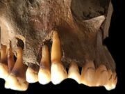 Antik diş DNA’sı üzerine yapılan çalışmalar uçuğun nasıl evrimleştiğine ışık tutuyor