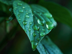 Yaşam pınarı: hayatı oluşturan “gizli” malzemeler su damlacıklarında