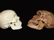 Neandertal beyinleri bize çok benzer ama bizim nöronlarımızı daha gelişmiş yapan ne?