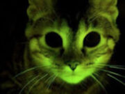 Schrödinger’in kutusundan uzayın derinliklerine: Bilim tarihine damga vuran 5 kedi