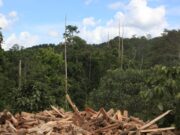 Yok edilen ormanlar atmosfere ciddi miktarlarda karbon salıyor