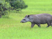 240 memeli genomundan elde edilen 5 bulgu