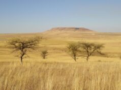 Yaşam öyküleri, türlerin rekabet etmeden bir arada yaşamasını nasıl sağlıyor?