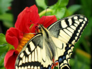 Kelebeklerin yaşam ağacı, Kuzey Amerika’da kökenlerini ortaya çıkarıyor