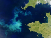 Okyanuslar iklim değişikliği nedeniyle daha yeşil hale geliyor