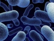 Sıcağı seven deniz bakterisi, asbestin zehirleyici etkisini yok edebilir