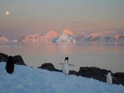 Dünyamız ısınırken kutupları daha kötü günler bekliyor