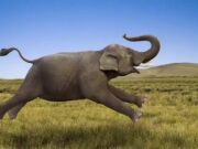 Antik Avrupa savanlarla doluydu ve filler otluyordu