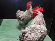 Horozlar aynada kendilerini tanıyabiliyorlar