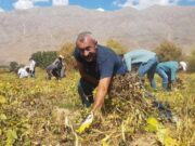 ‘Maçoğlu meselesi’